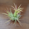 TILLANDSIA IONANTHA V. FUEGO