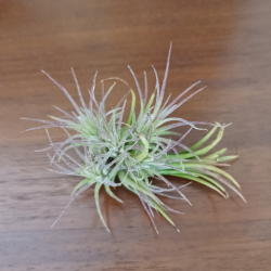 TILLANDSIA IONANTHA V. FUEGO