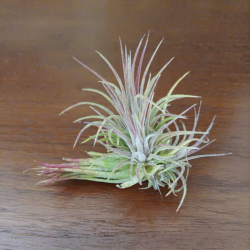TILLANDSIA IONANTHA V. FUEGO