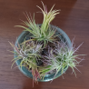 TILLANDSIA IONANTHA V. FUEGO