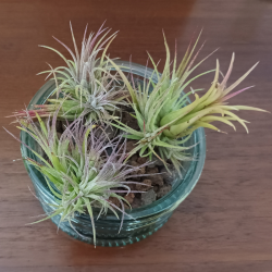 TILLANDSIA IONANTHA V. FUEGO