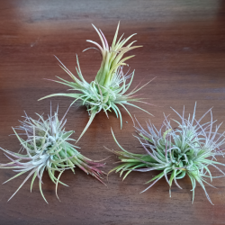 TILLANDSIA IONANTHA V. FUEGO