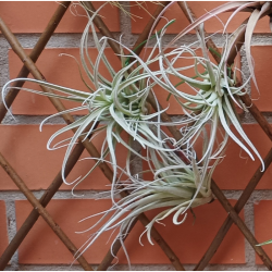 TILLANDSIA LEONAMIANA S