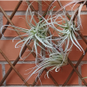 TILLANDSIA LEONAMIANA S