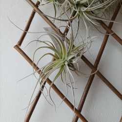 TILLANDSIA LEONAMIANA S