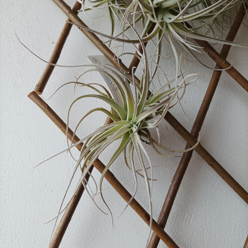 TILLANDSIA LEONAMIANA S