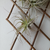 TILLANDSIA LEONAMIANA S
