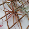 TILLANDSIA CAPITATA PEACH M