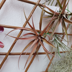 TILLANDSIA CAPITATA PEACH M