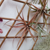 TILLANDSIA CAPITATA PEACH M
